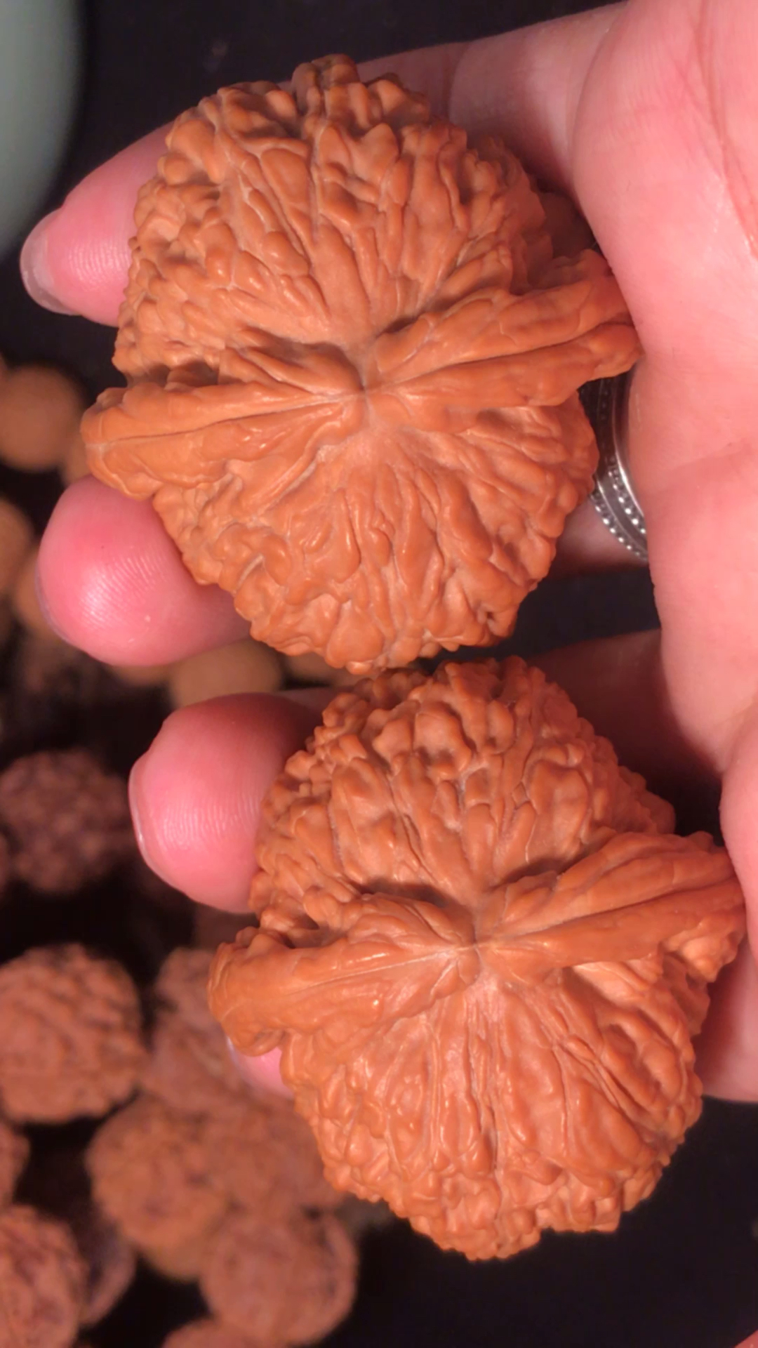 文玩核桃#大肚元宝闷尖白狮子头