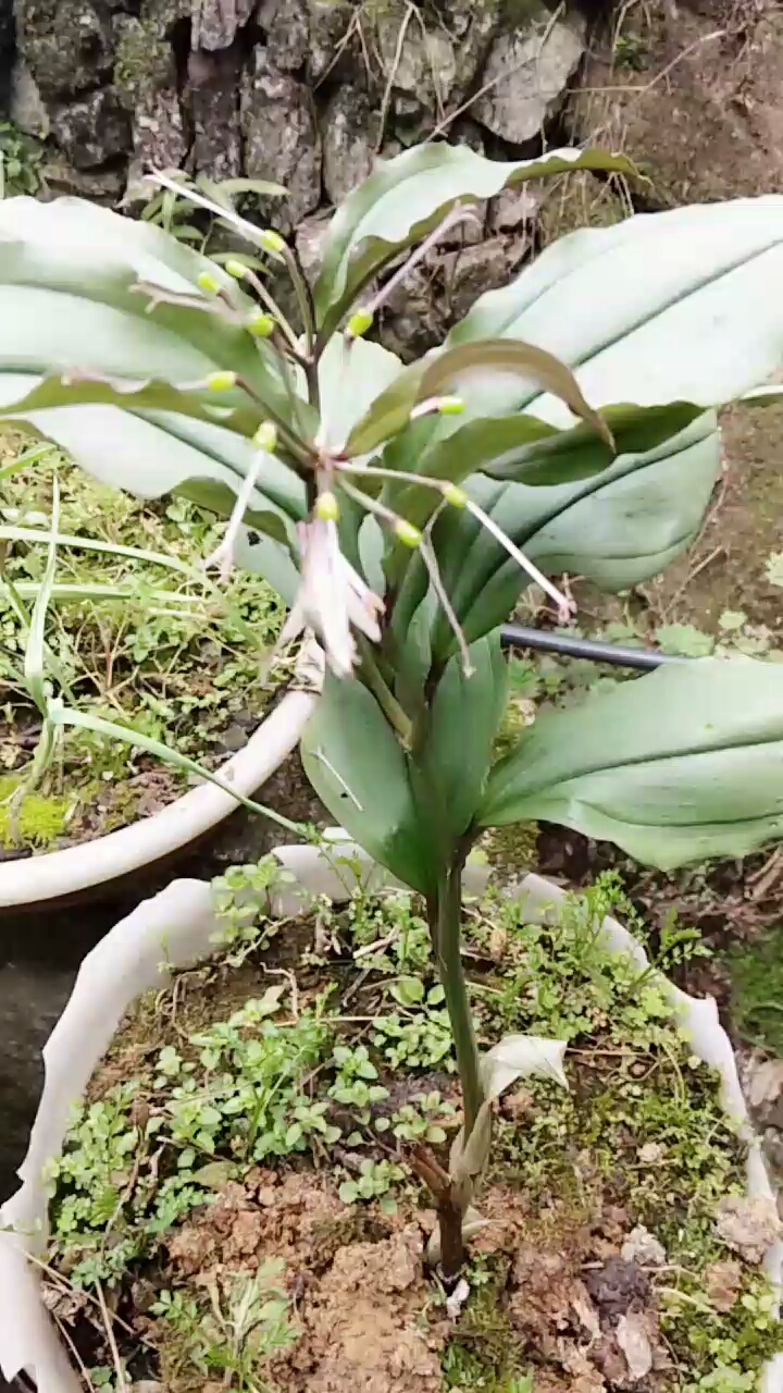 竹根七的药用价值和观赏价值较高,在我们农村到处都是!