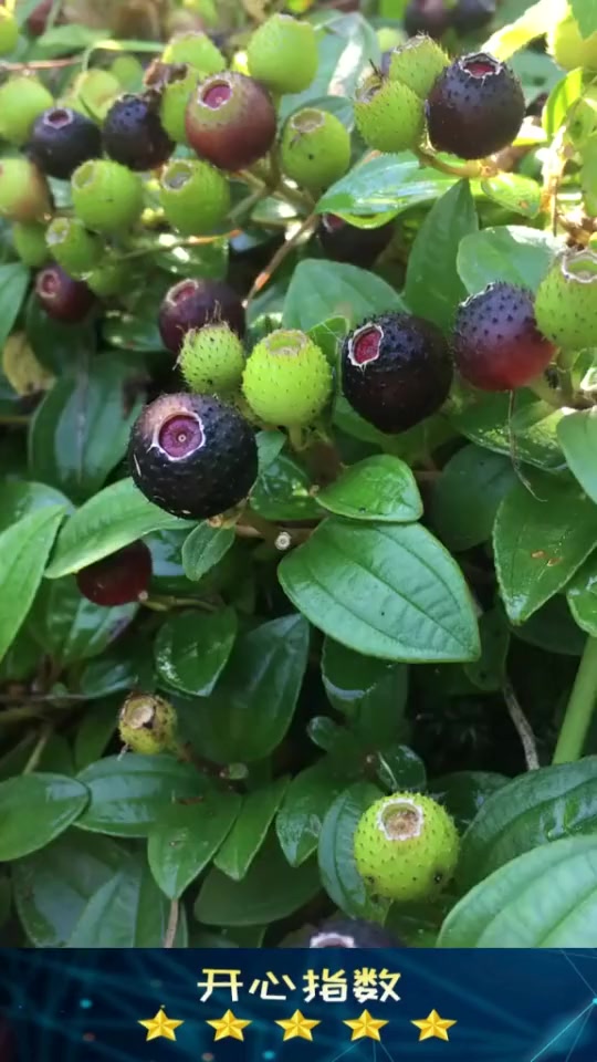 搞笑段子#这个东西学名"地菍",你那叫什么呢