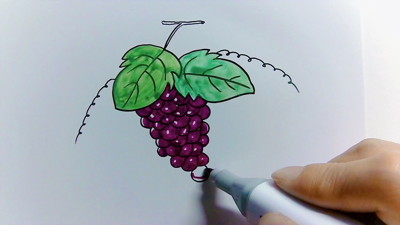 葡萄画法.持续更新,欢迎关注.