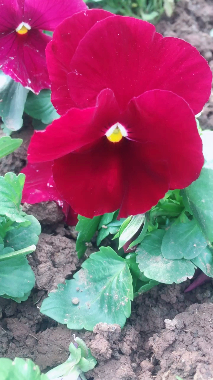 红色蝴蝶花你们见过吗?