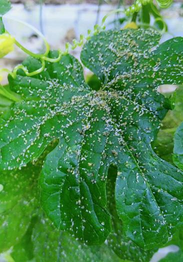 治疗蚜虫最简单的方法