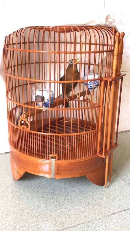 极品画眉鸟欣赏 觉得怎样?留意评价一下!