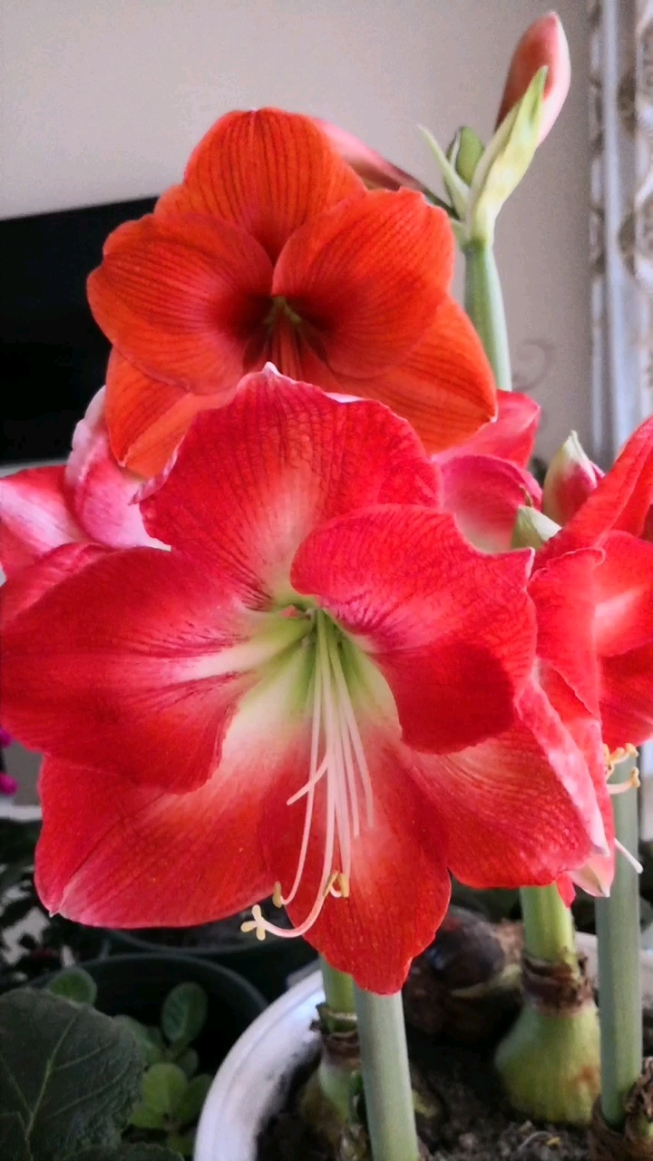 朋友们早上好,进口单瓣朱顶红开花也是很美的!