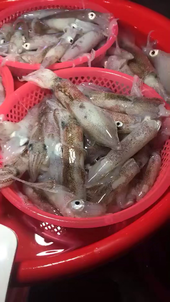 南澳特产鲜鱿鱼仔.个个活