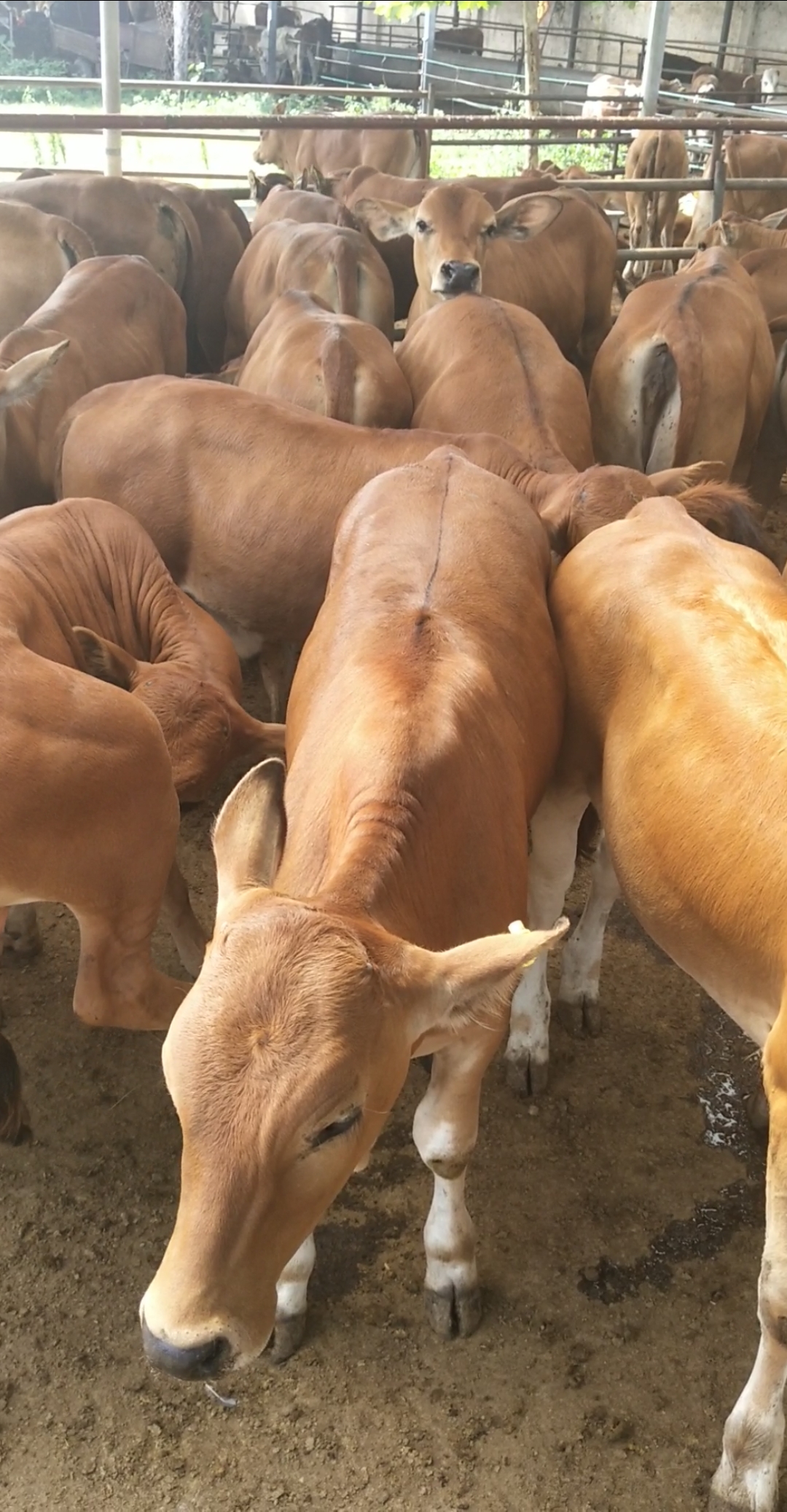 养殖肉牛注意的问题