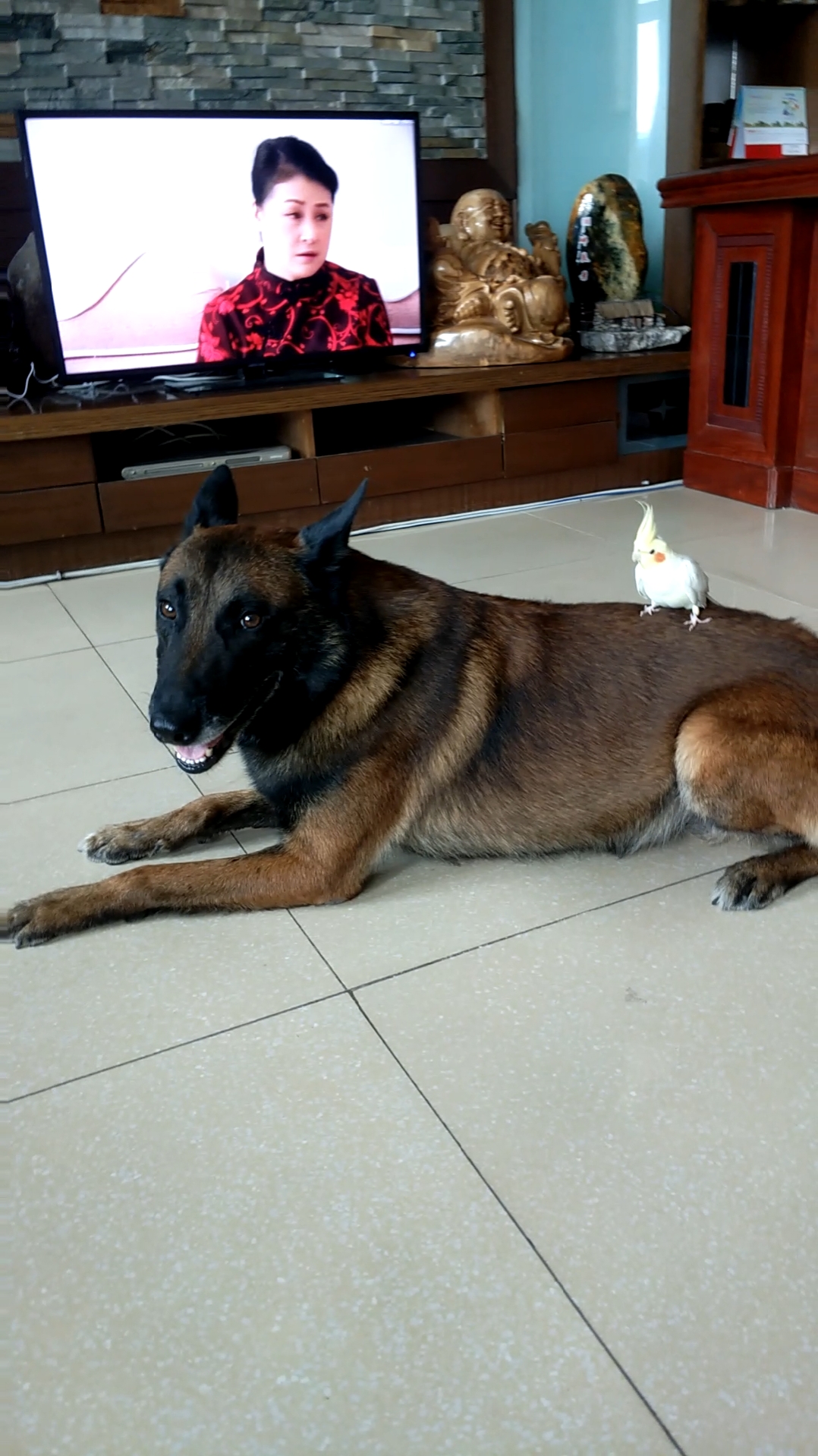 马犬暴飞虎和小豆豆一对组合