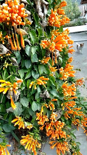 音为有你#门口的纸炮花