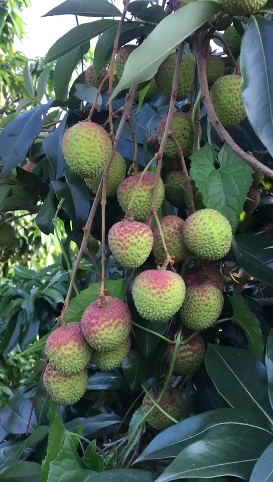 吃荔枝么咯 直接在树上吃的那种