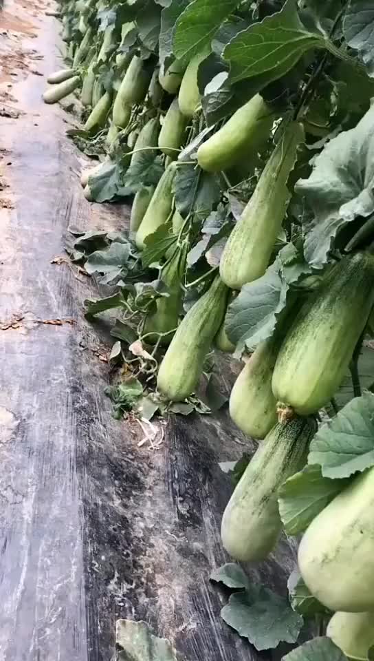 农业种植 羊角蜜三农