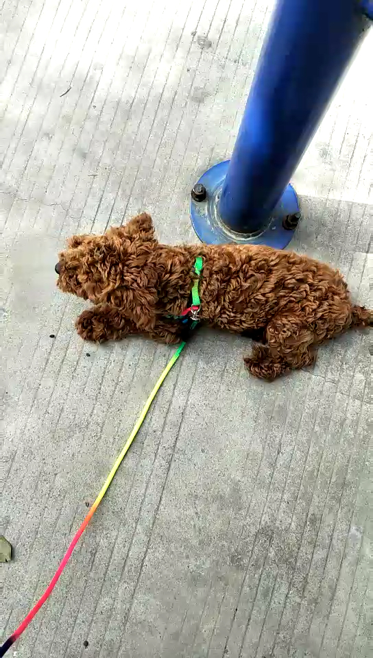 杨芒果小时候,脾气怪大