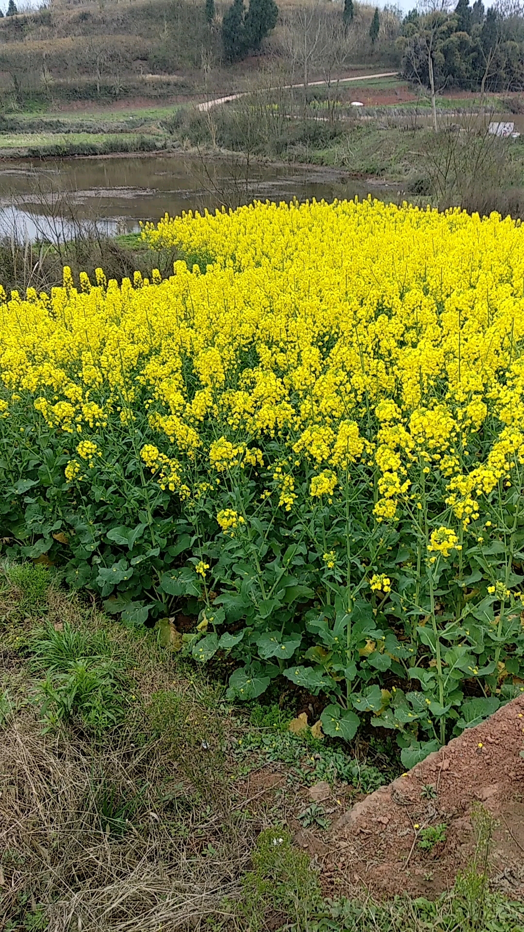 路边的油菜花