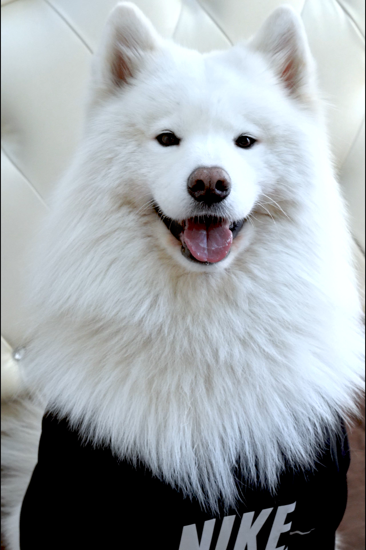 我家萌宠成精了#萨摩是不是都认为自己是狐狸