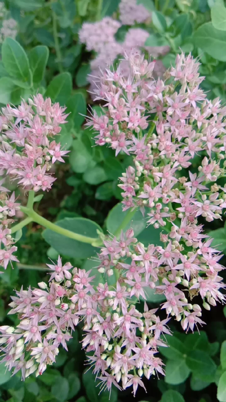 景天花的寓意是吉祥!