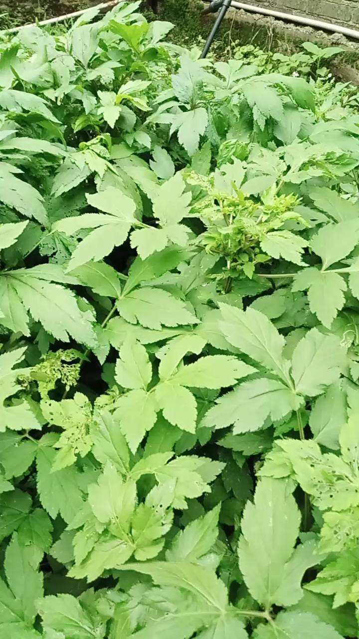 这是鸭脚菜 有祛湿气之功能.