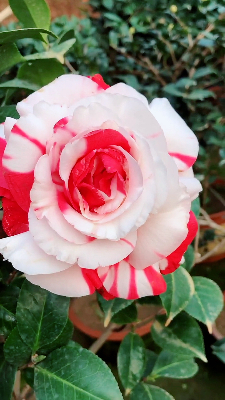 感谢全民我要上热门#吉普赛女郎茶花