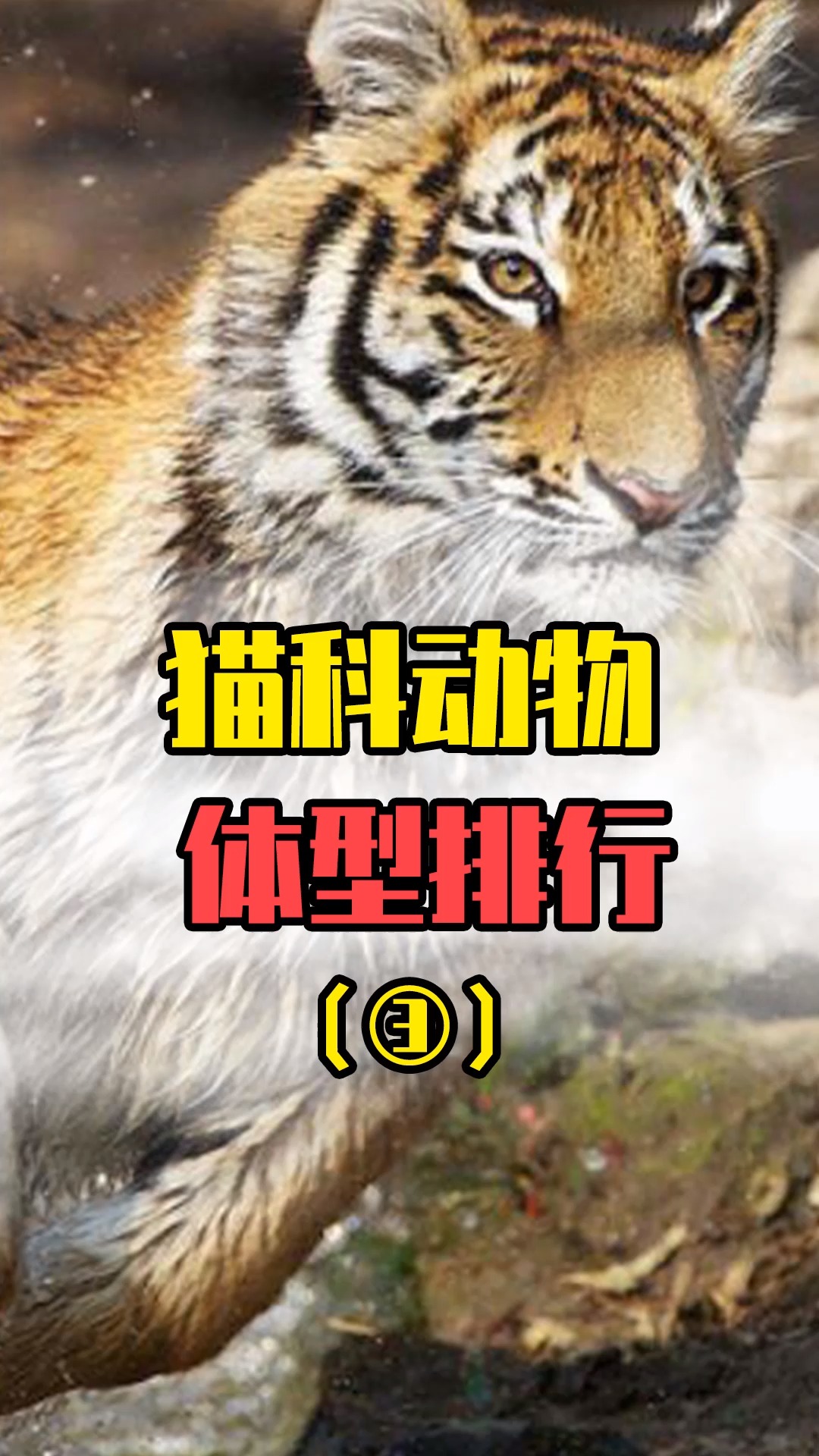 猫科动物体型排行全世界最好看的老虎东北虎也只能排第二