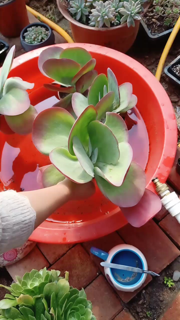 有的土浇不进去水,就用浸盆法浇水吧