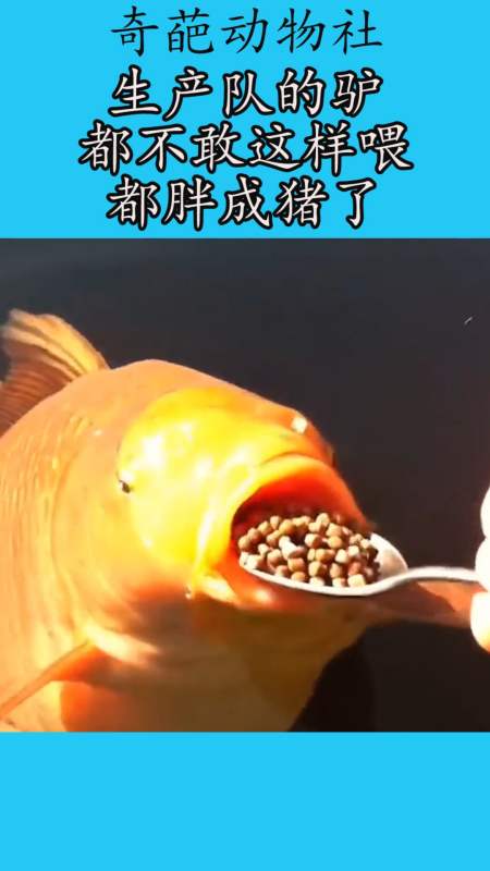 我要上热门#生产队的驴,都不敢这样喂,都胖成猪了