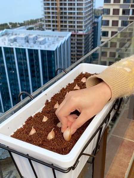 家里喜欢养花种菜的朋友可以备几椰砖用水泡一泡就能用上热门好物推荐