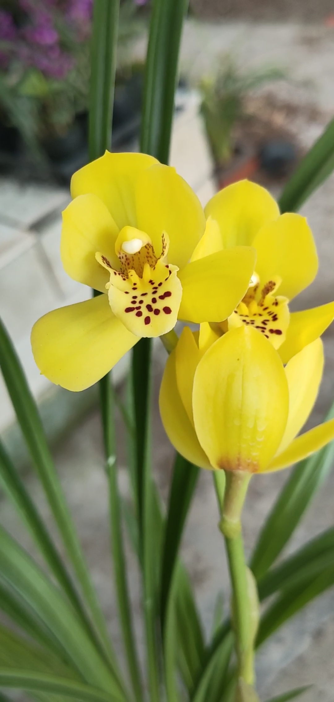 新品黄金荷金黄色