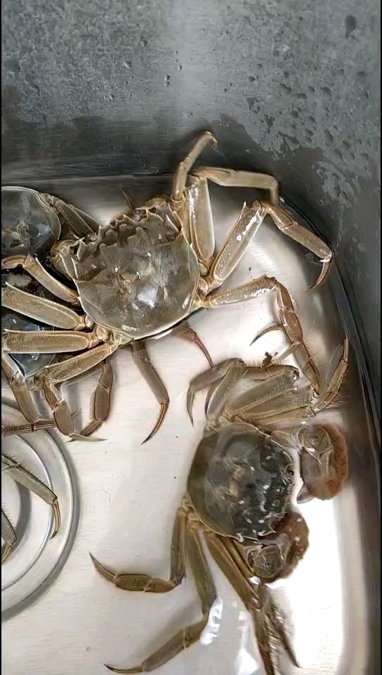 镇江至扬州长江段中华绒毛蟹,是呱呱叫滴好吃.