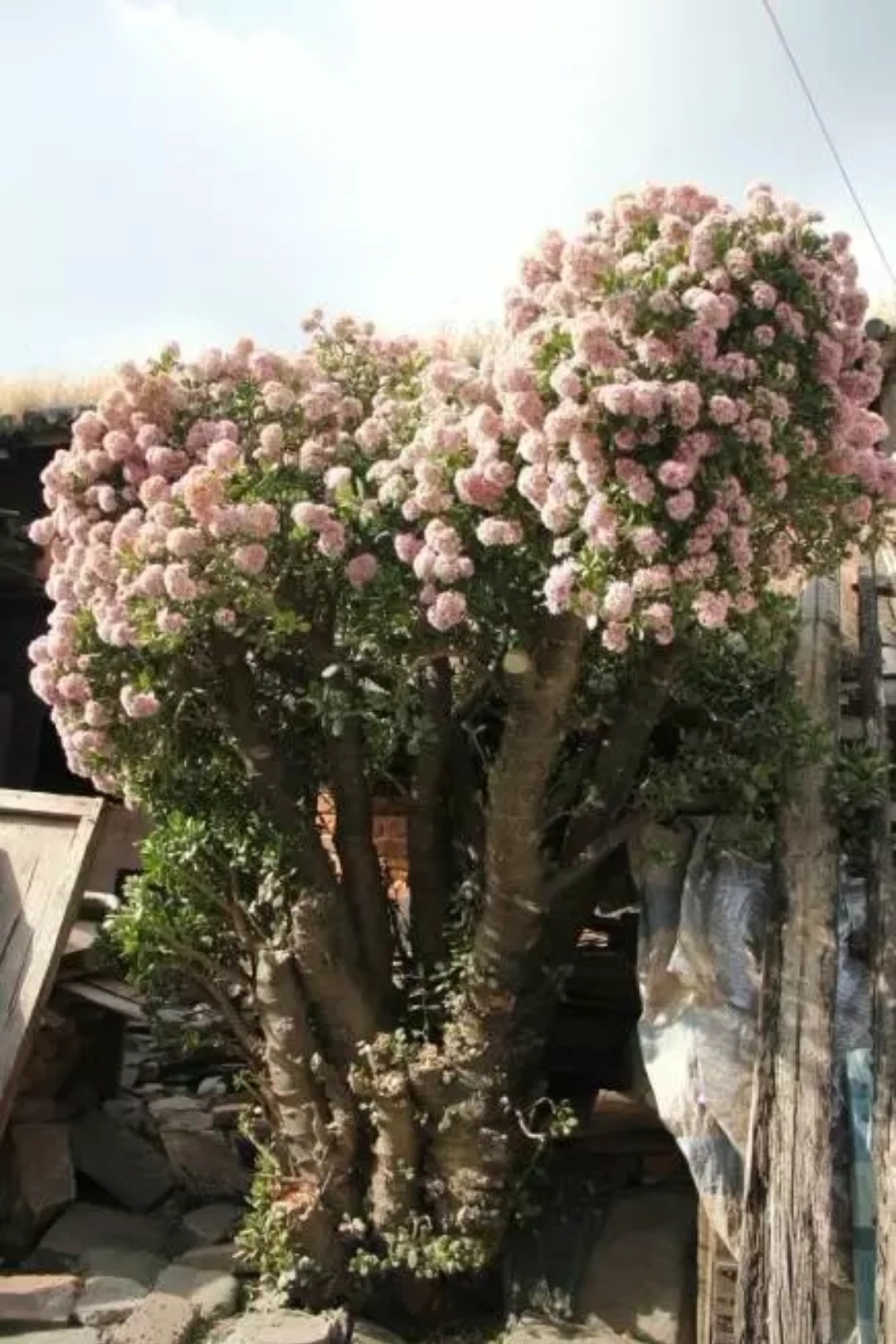 养花#1棵玉树养了30年,变成"极品"盆栽,一次开花几百朵,太惊艳!