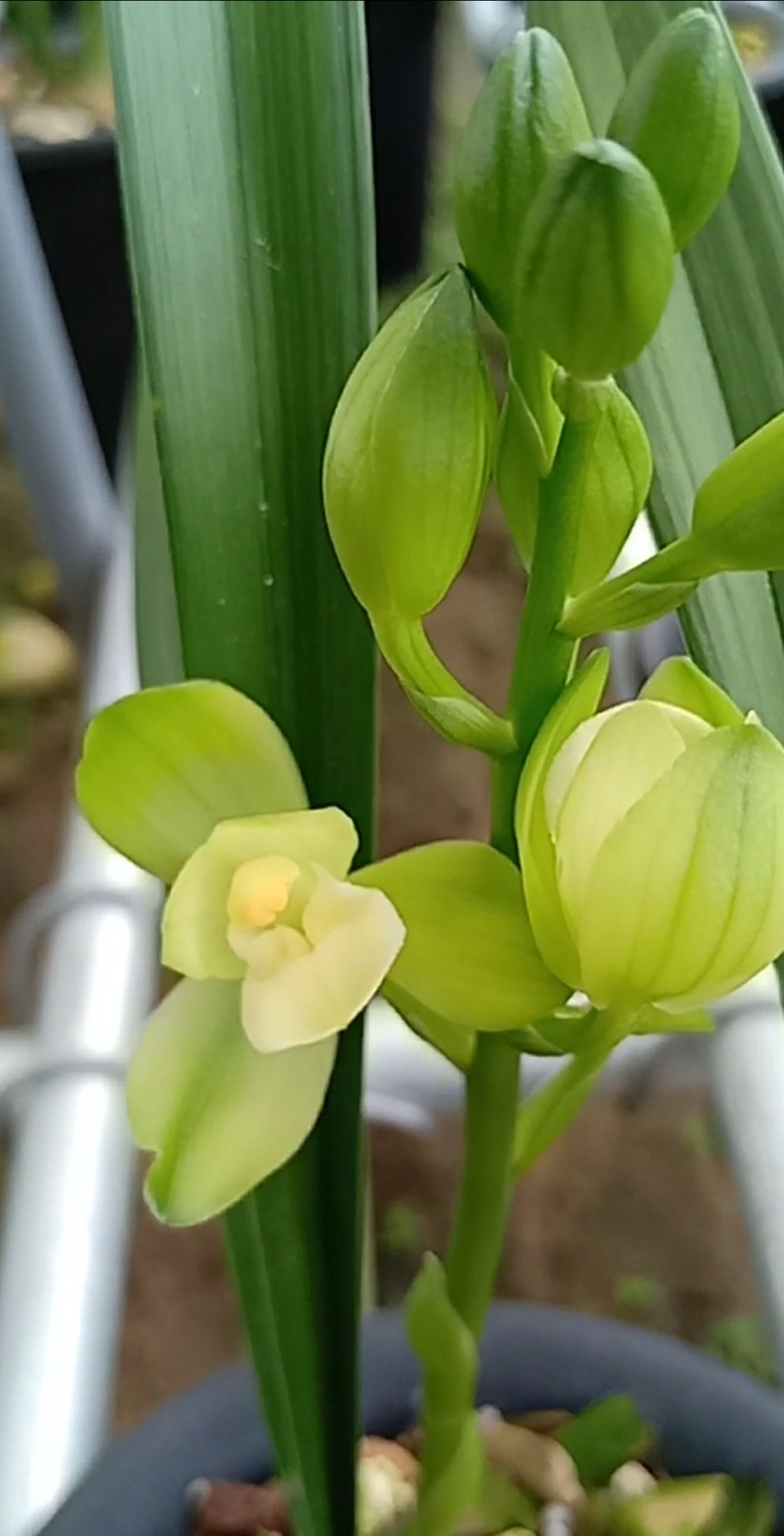 洛阳素荷建兰荷瓣素心