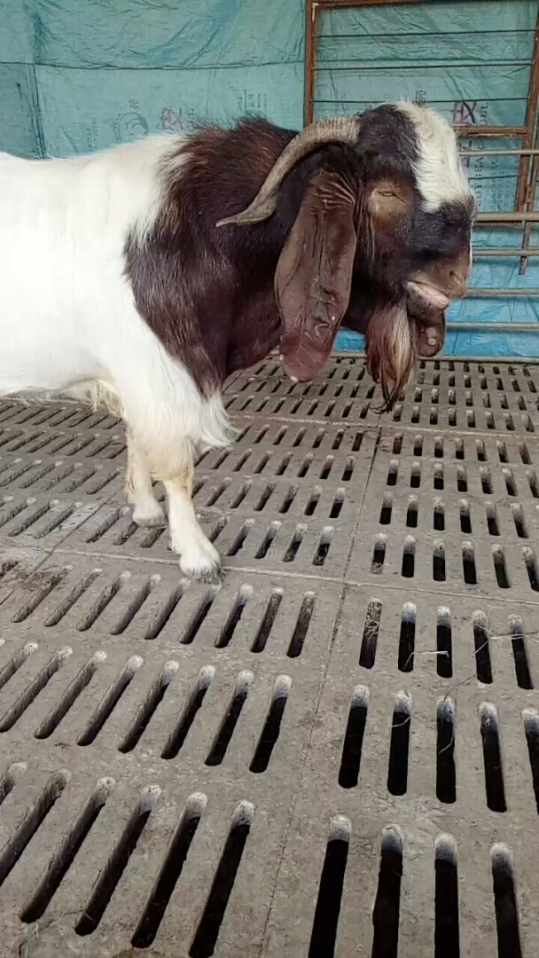 纯种波尔山羊种公羊