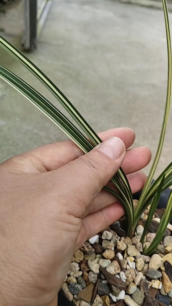 欢乐幸福年#高档铭品兰花蕙兰铭品秀香锦,精品兰花,兰花种植,兰花花