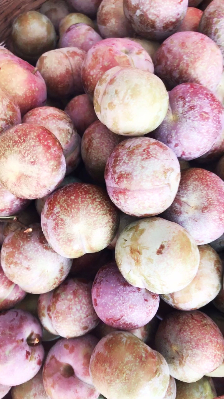 广东茂名钱排三华李