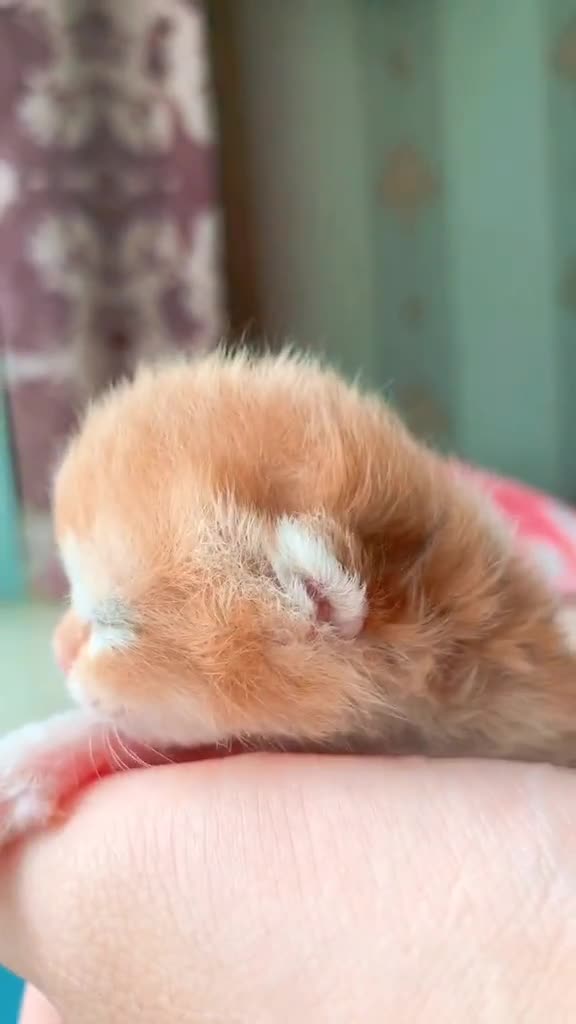 出生第四天的小宝宝小奶猫的点点滴滴