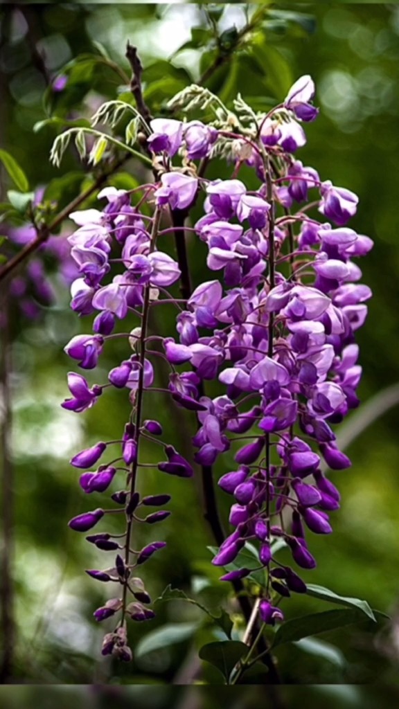 春天想养紫藤的花友,要选对品种哦丰花紫藤开花早,还能再次开花-度小