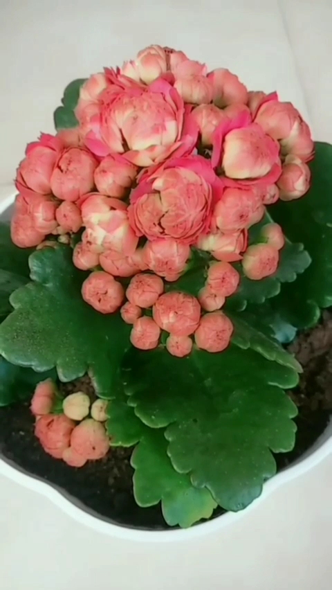 我的小花园#一种有着福寿吉庆,大吉大利,多子多孙美好含义的花,长寿