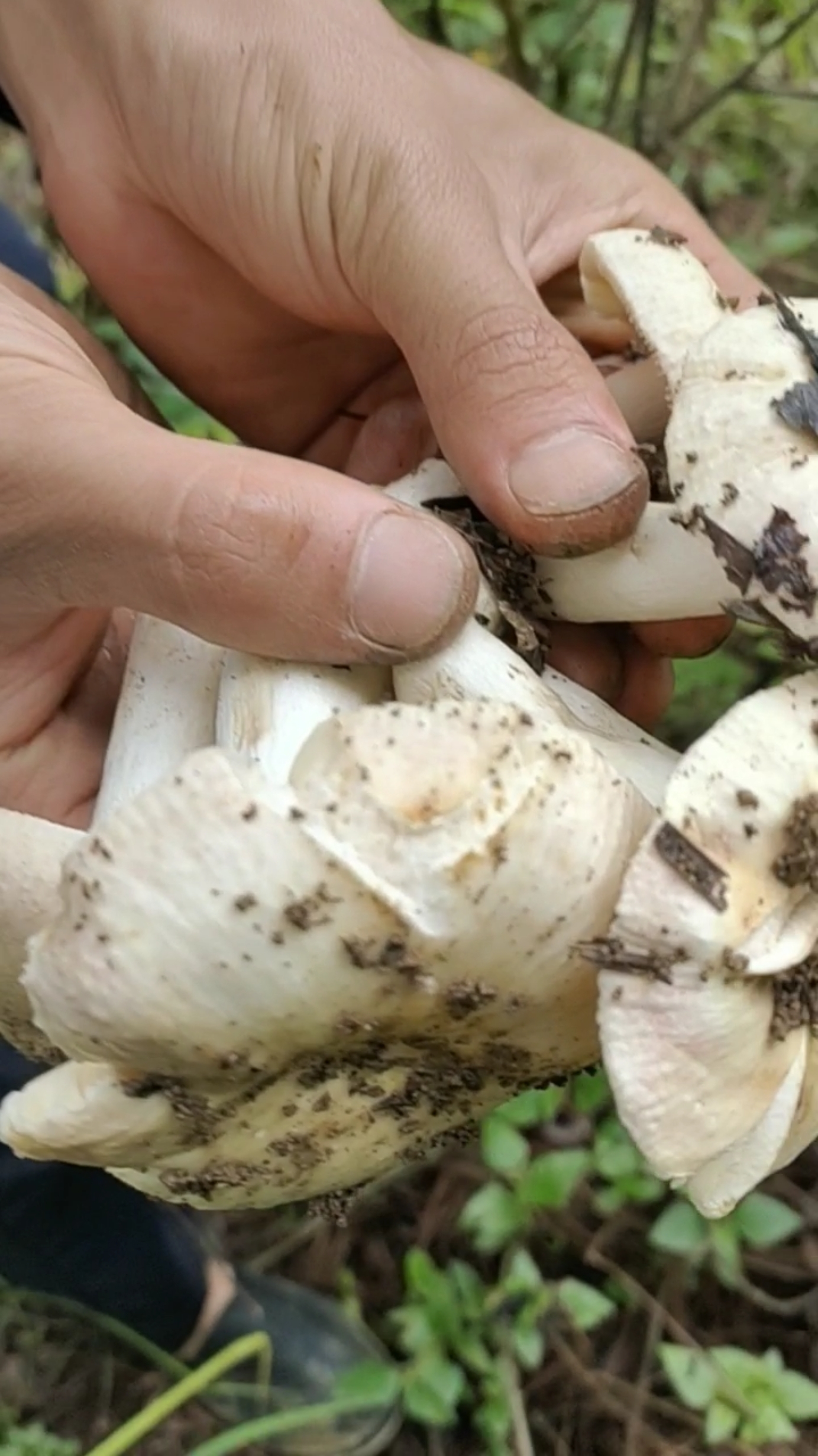 草趴开全是毛菇