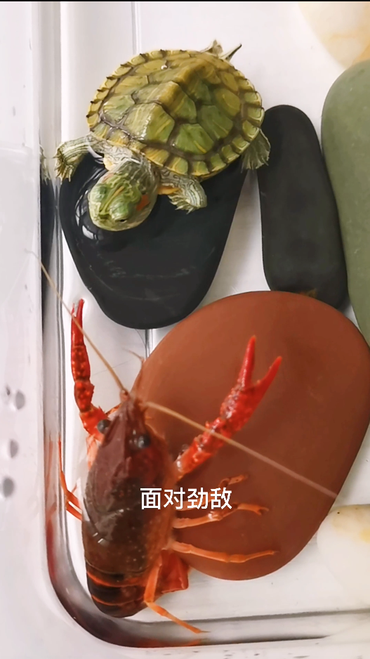 萌宠故事#小乌龟大战小龙虾,第十四集