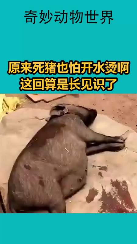 我要上热门#原来死猪也怕开水烫啊,这回算是长见识了