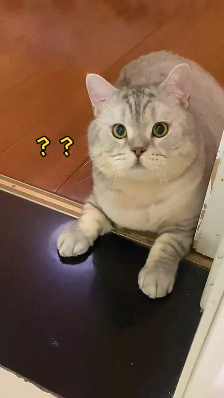 偷吃了雪饼的猫粮,我感觉雪饼看我的眼神都变了