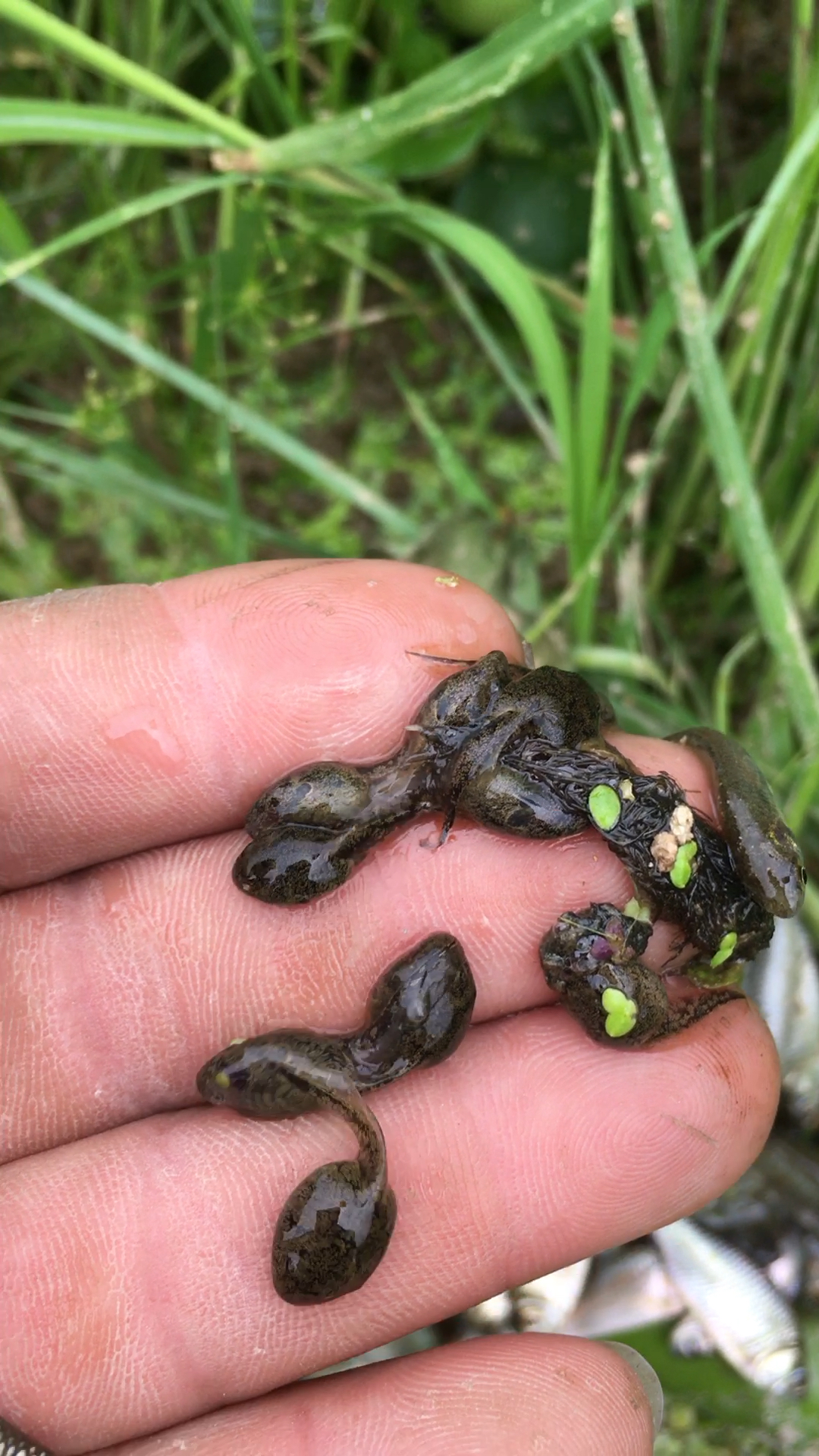 这些小蝌蚪长大了是哪种娃类