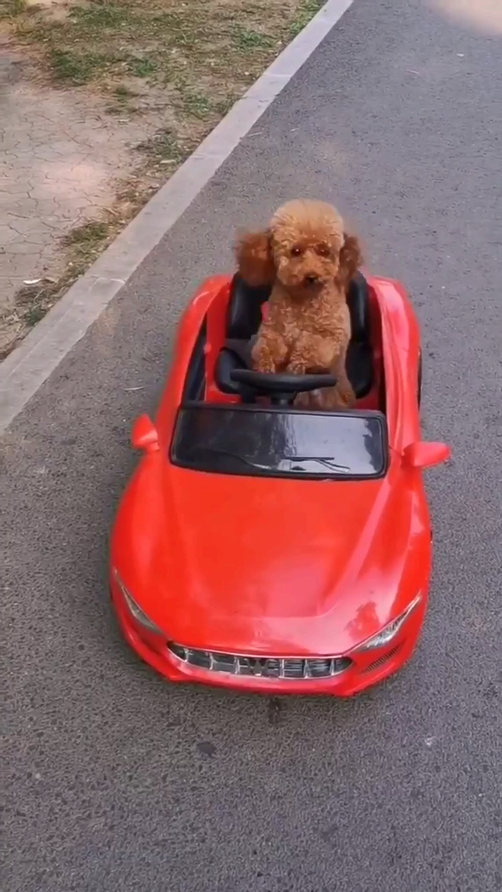 泰迪绝活#泰迪开车带你出发