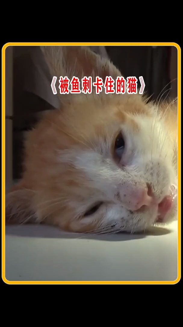 我要上热门#猫咪被鱼刺卡住险些丧命