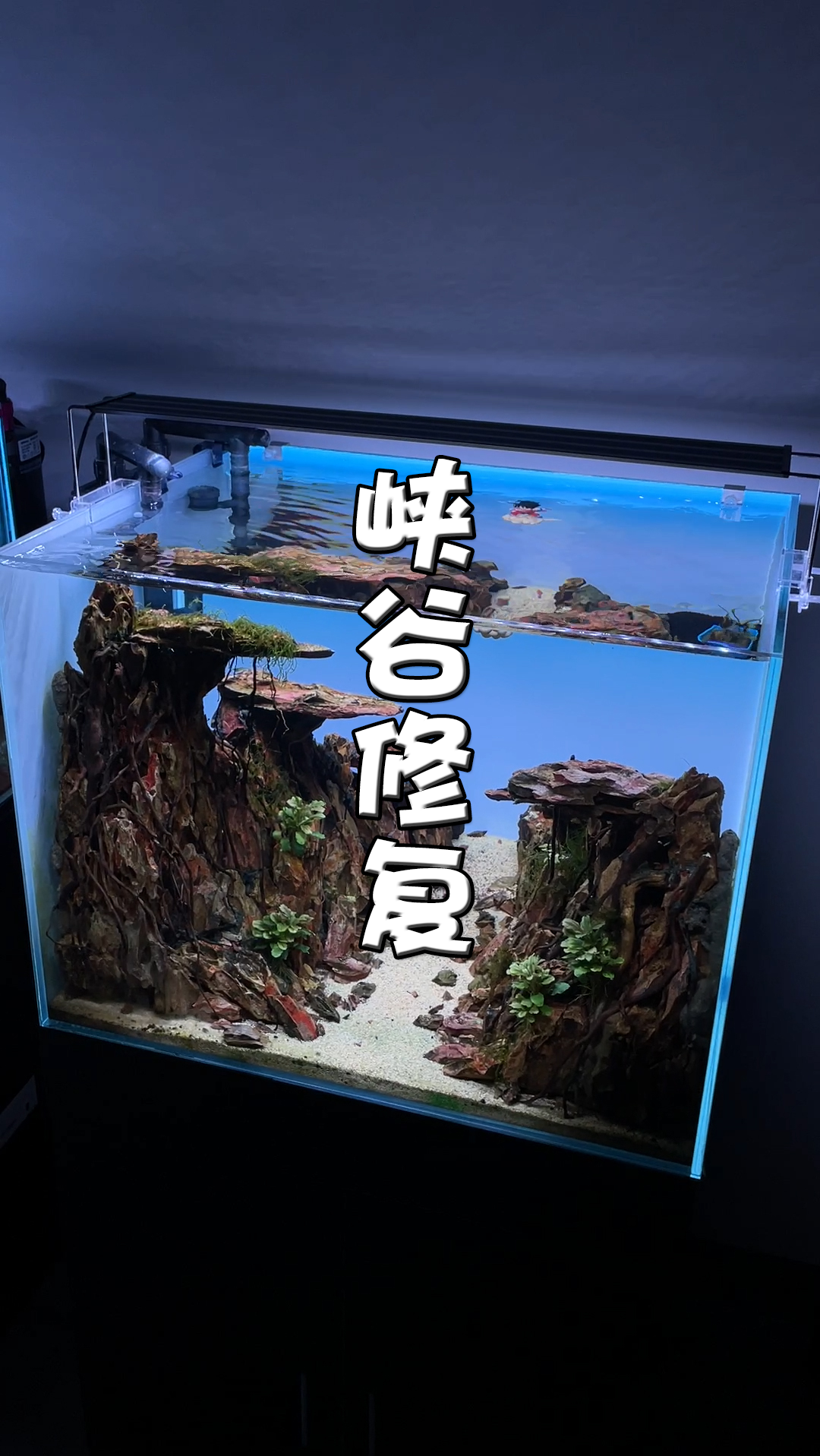 鱼缸峡谷缸终于恢复生机了