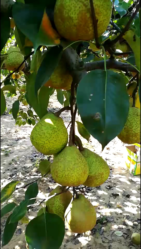 烟台苹果莱阳梨
