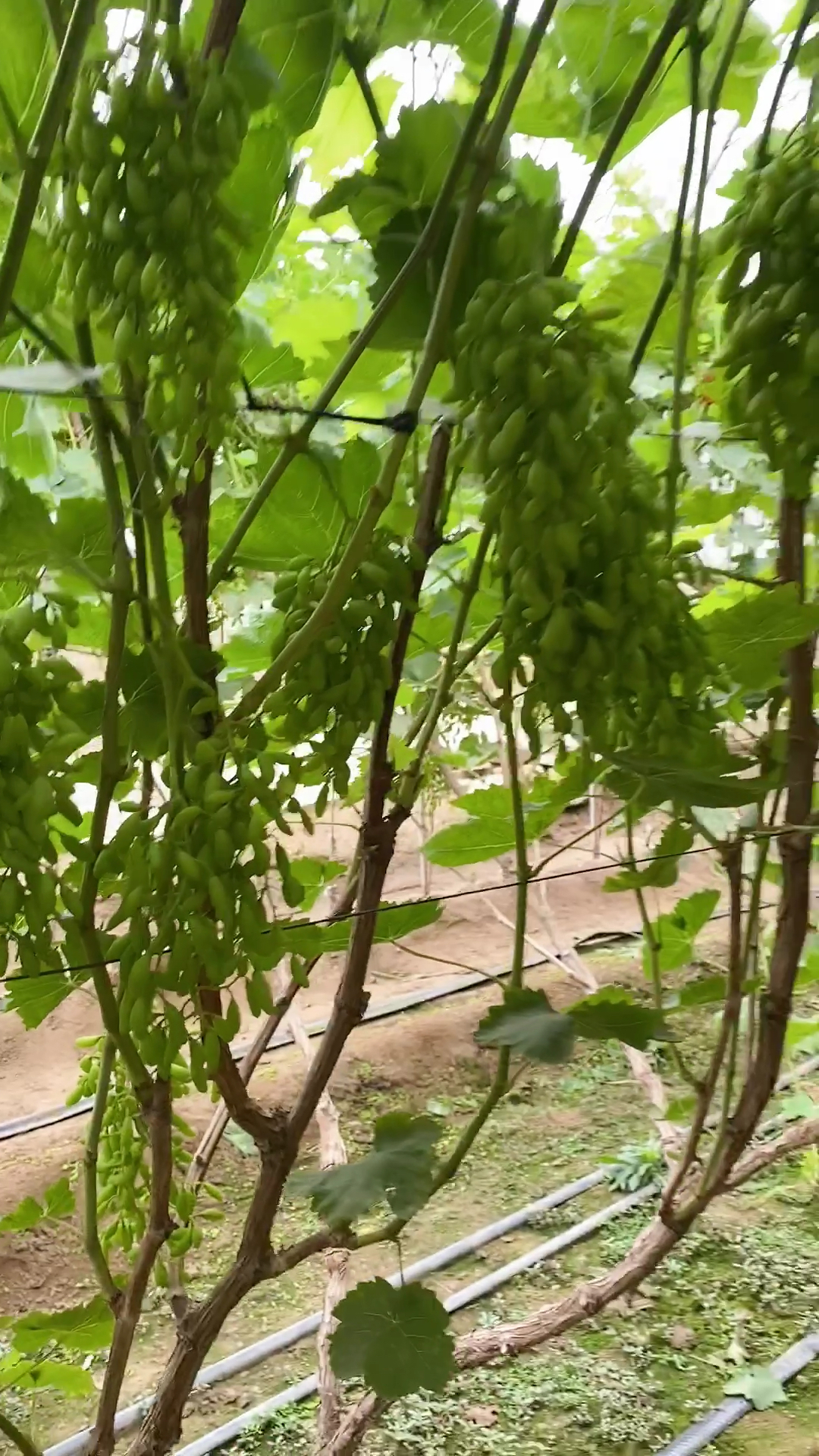 新沙尔葡萄,正确管理使其进入早结果达到高丰产