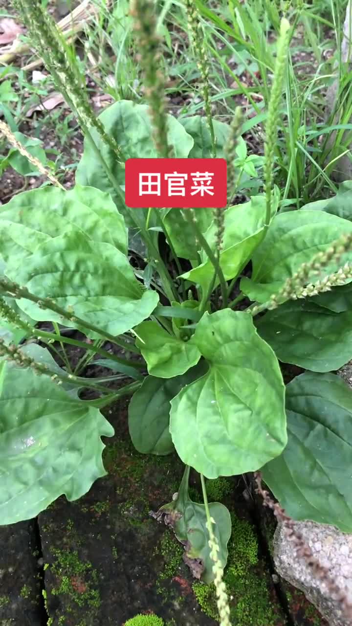 平车前,学名车前草.一年生或二年生草本.年份长野生的比种植的好太多.
