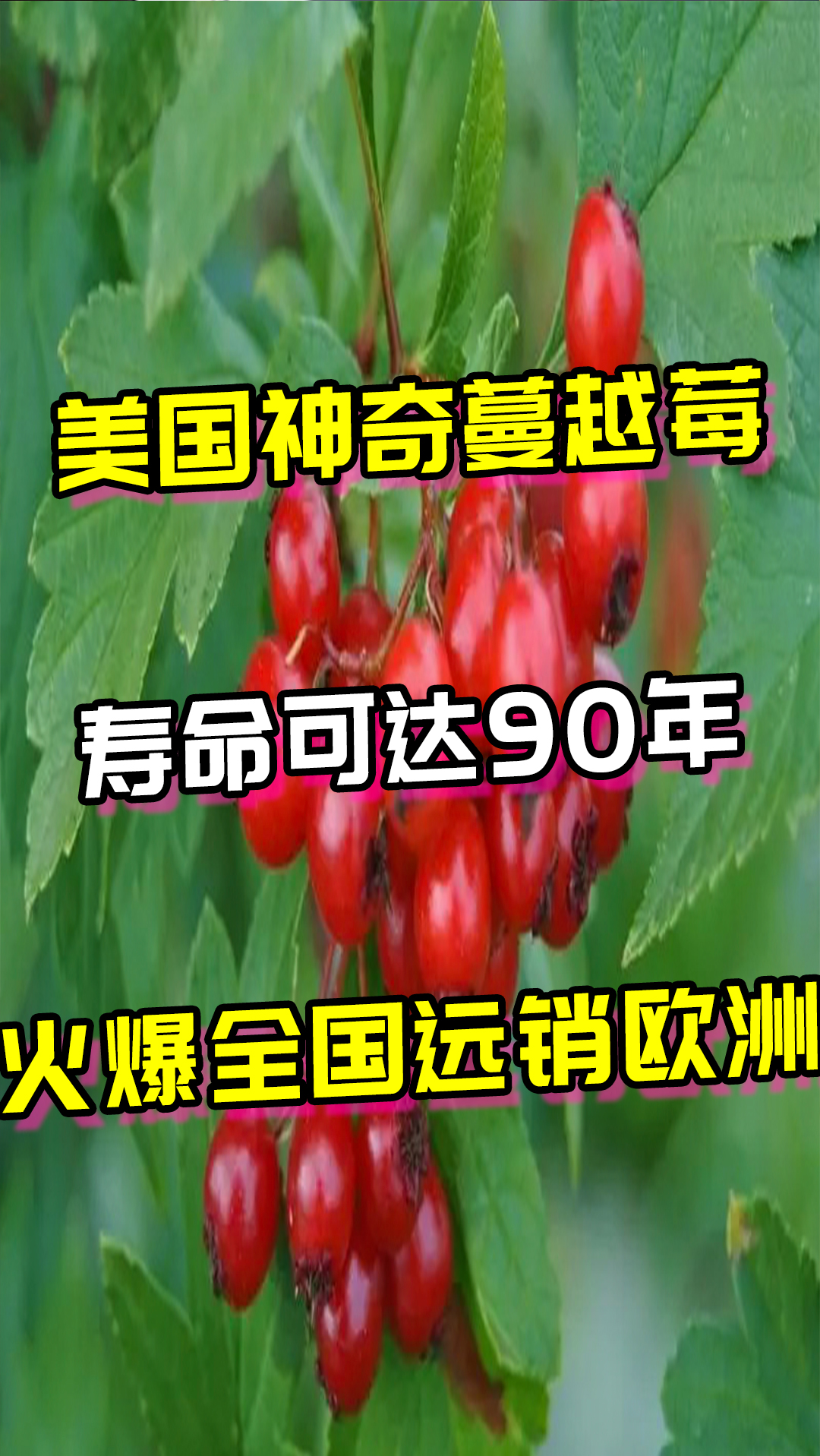 奇聞趣事搶先看美國神奇蔓越莓壽命可達90年火爆全國遠銷歐洲