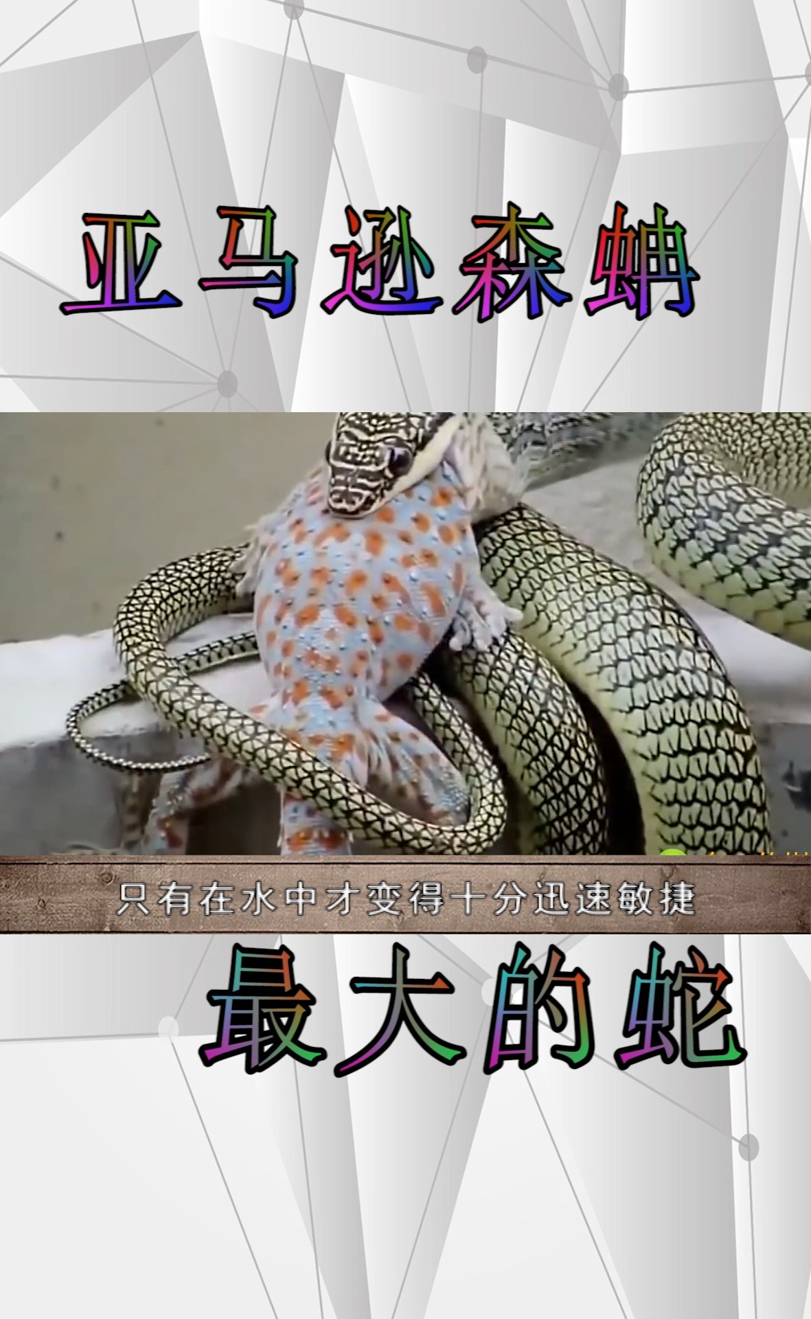 奇闻趣事抢先看#亚马逊森蚺