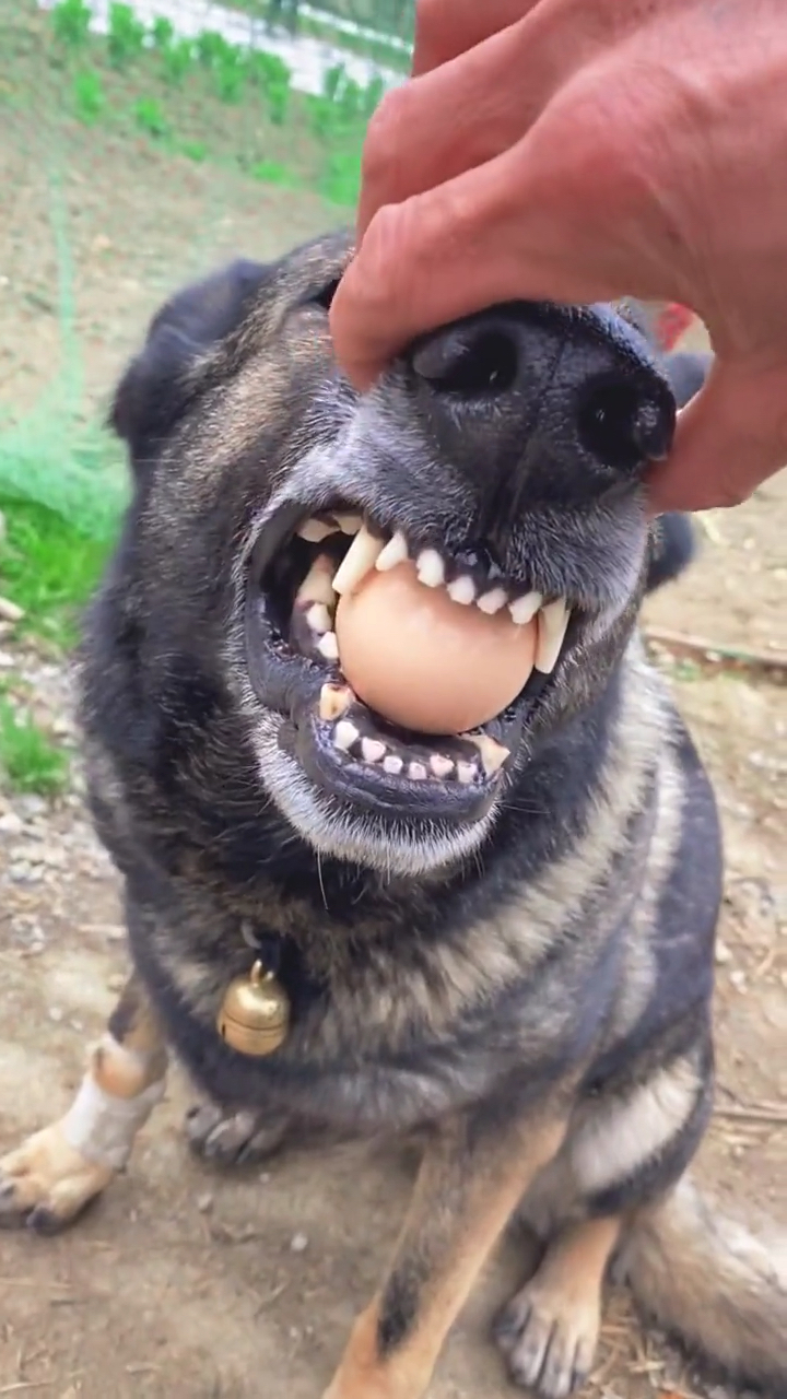 狗狗成精了#这家伙居然能这么藏?