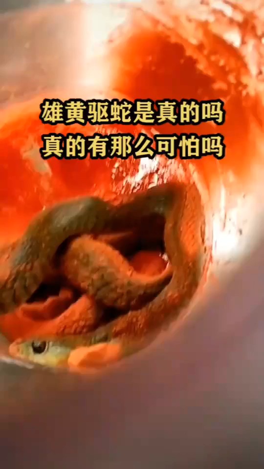 雄黄驱蛇是真的吗真的有那么可怕吗