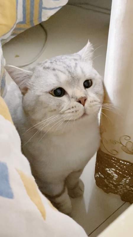 雪饼的噘嘴合集来啦我竟然还没一只小猫咪会噘嘴-全民小视频
